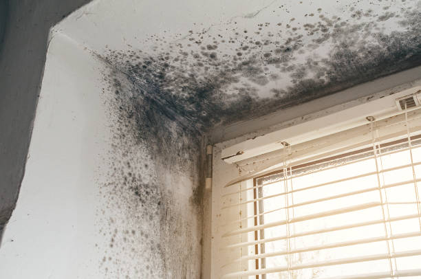 Affordable Basement Mold Removal solutions in Long Beach, MD
