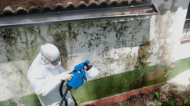 Top rated local Basement Mold Removal specialists in Long Beach, MD